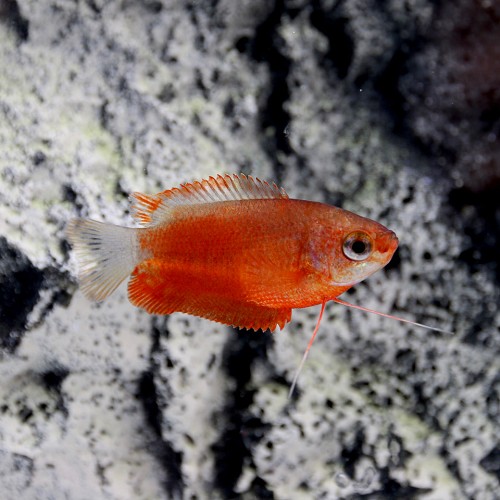 Colisa labiosa red - Gourami à grosses lèvres rouge M